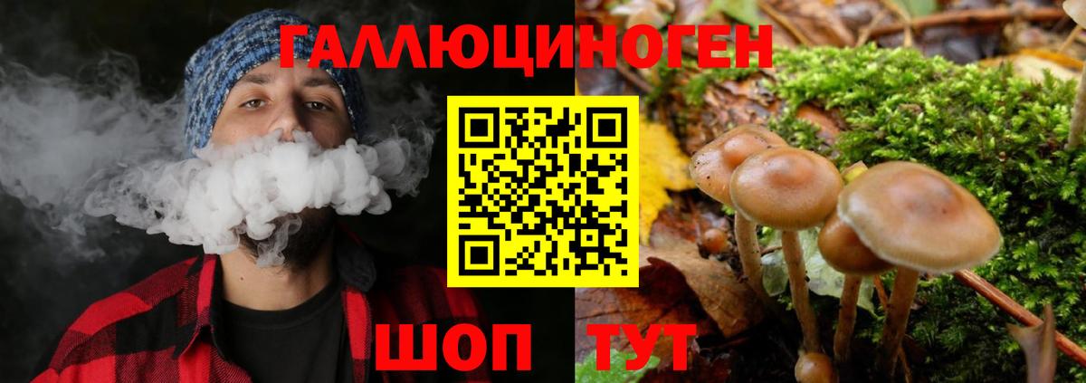 Псилоцибиновые грибы Psilocybine cubensis  Вход с VPN  Псилоцибиновые грибы прущие грибы  Губкин 